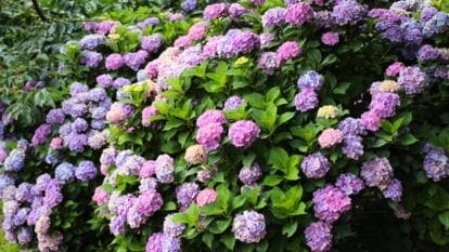 How one can Plant, Develop, and Take care of ‘Countless Summer time’ Hydrangeas