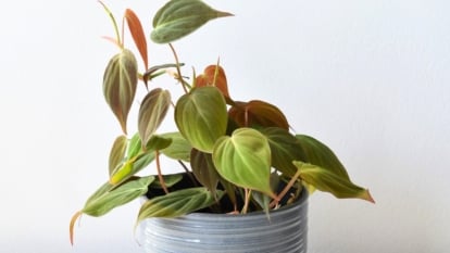 Methods to Plant, Develop, and Take care of Philodendron Micans