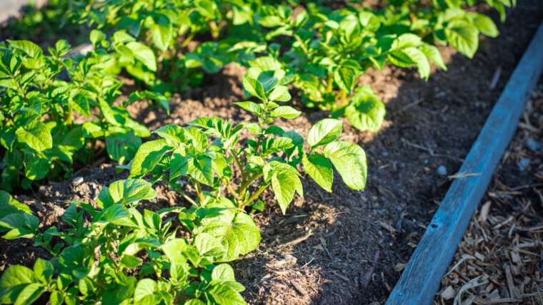 9 Ideas for Rising A great deal of Potatoes in Raised Beds