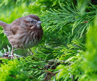 7 Quick-Rising Evergreen Bushes To Shortly Remodel Your Out of doors Area