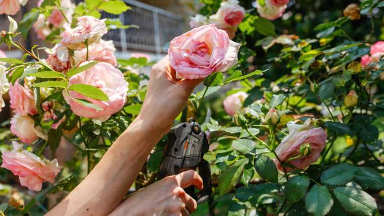 5 Rose Pruning Errors To Keep away from This Season