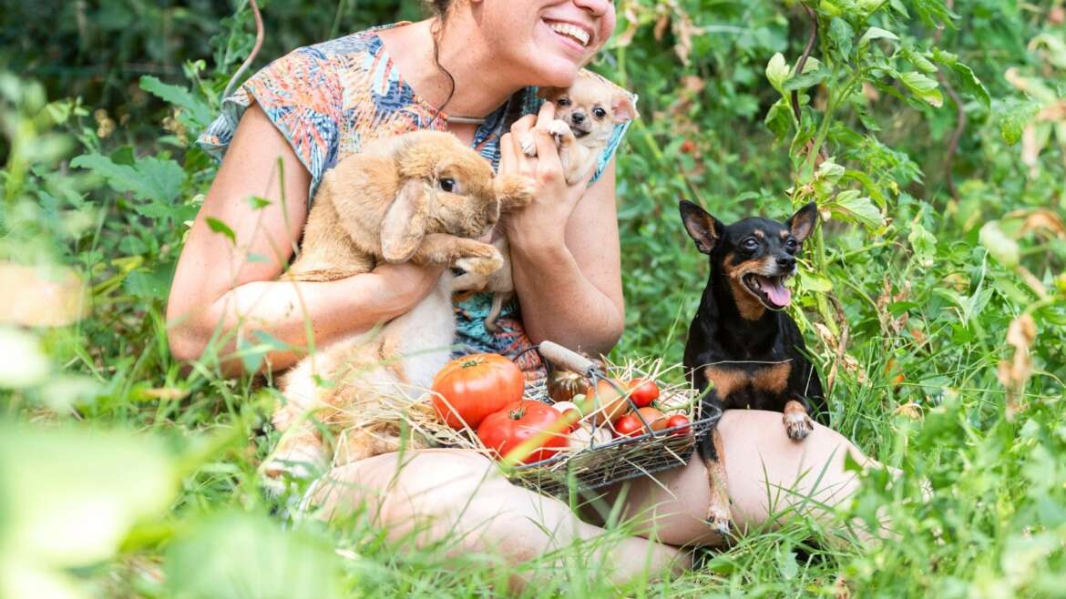 Are Tomato Crops Poisonous To Canine and Cats?