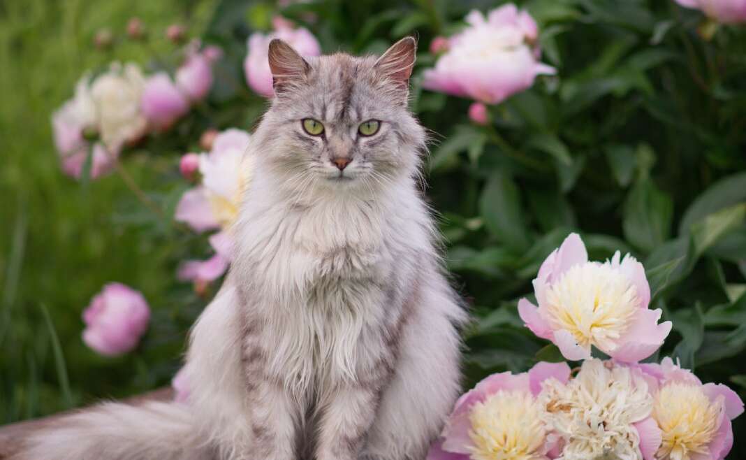 Are Peonies Toxic For Cats? How Peony Lovers Can Maintain Pets Protected