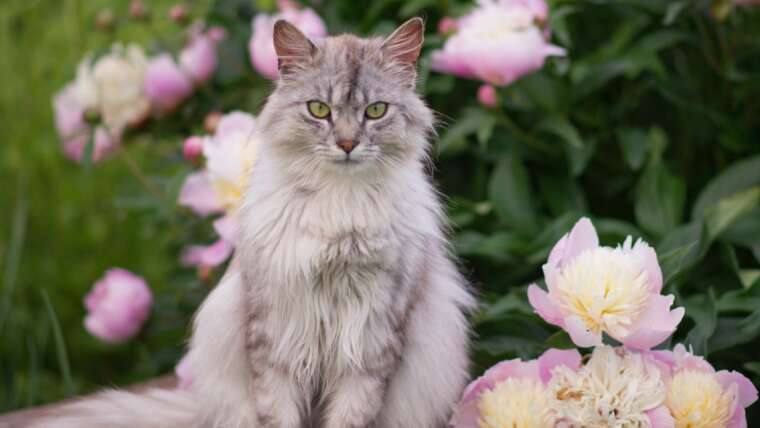 Are Peonies Toxic For Cats? How Peony Lovers Can Maintain Pets Protected