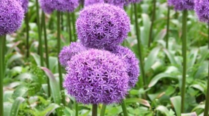 Easy methods to Plant, Develop, and Look after Large Alliums