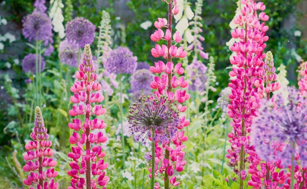 How To Safely Develop Lupines In The Backyard Close to Edible Vegetation