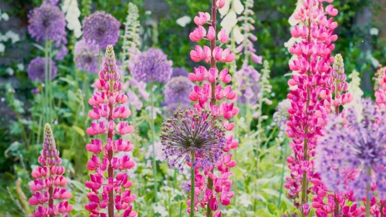 How To Safely Develop Lupines In The Backyard Close to Edible Vegetation