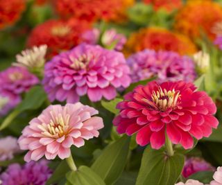 5 Flower Seeds You Can Sow In July For Late-Season Coloration