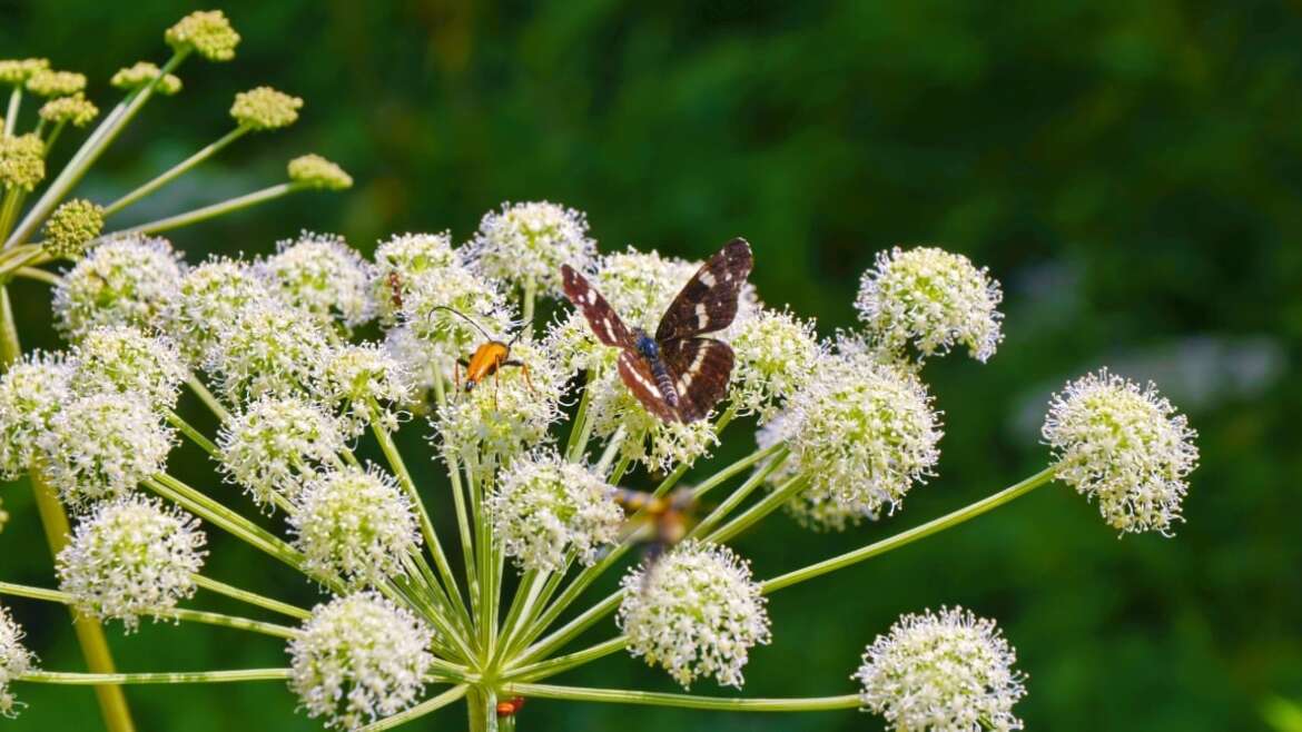 31 Crops to Appeal to Useful Bugs to Your Backyard