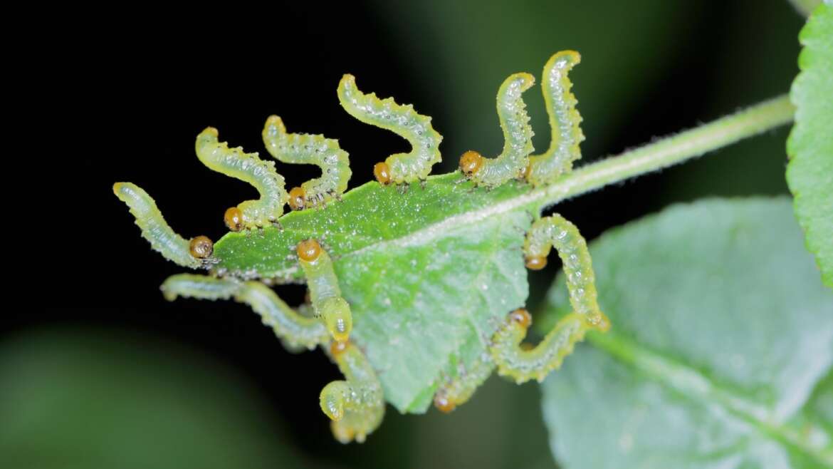 Sawflies: The best way to Establish and Handle These Backyard Pests