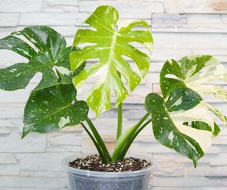 9 Onerous-To-Discover Houseplants That Will Make You The Coolest Plant Mother or father On The Block
