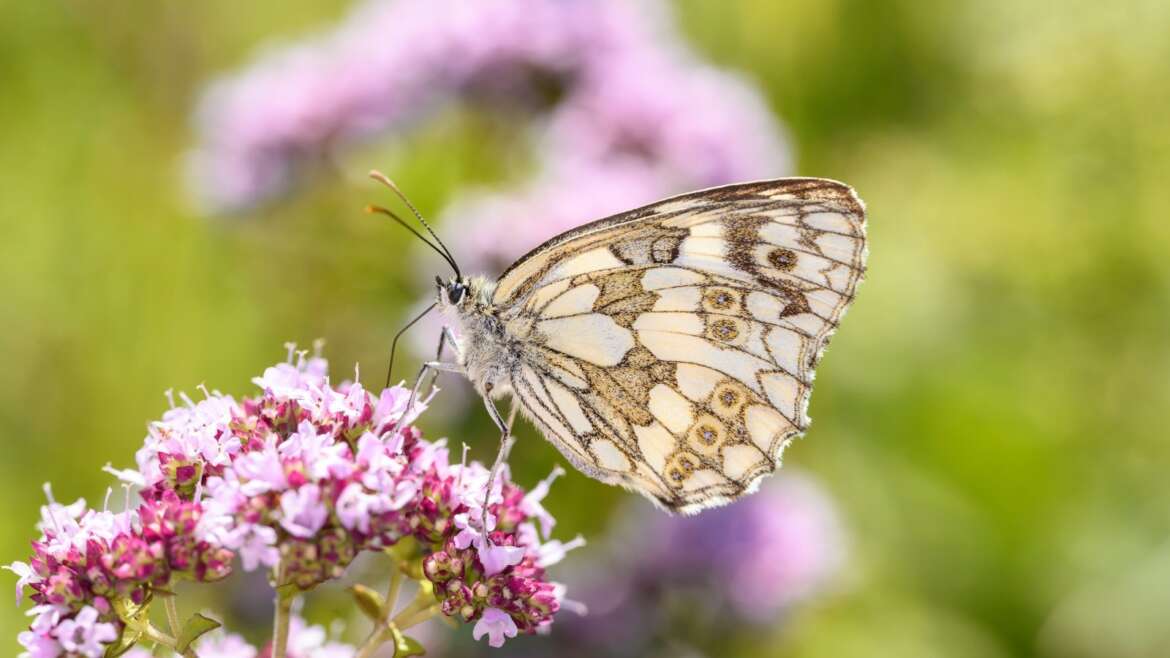 5 Attractive Styles of Decorative Oregano