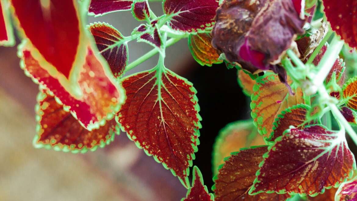 17 Houseplants with Crimson Foliage