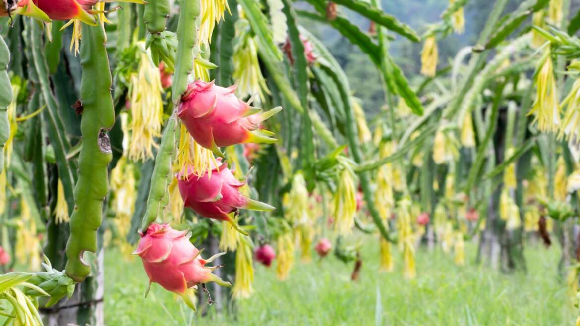 How Quick Do Dragon Fruit Bushes Develop?