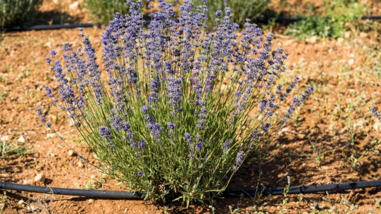 How A lot Water Does Lavender Want?