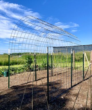 How To Construct A Cattle Panel Trellis – Elevate Your Veggie Backyard With A Easy DIY Arch