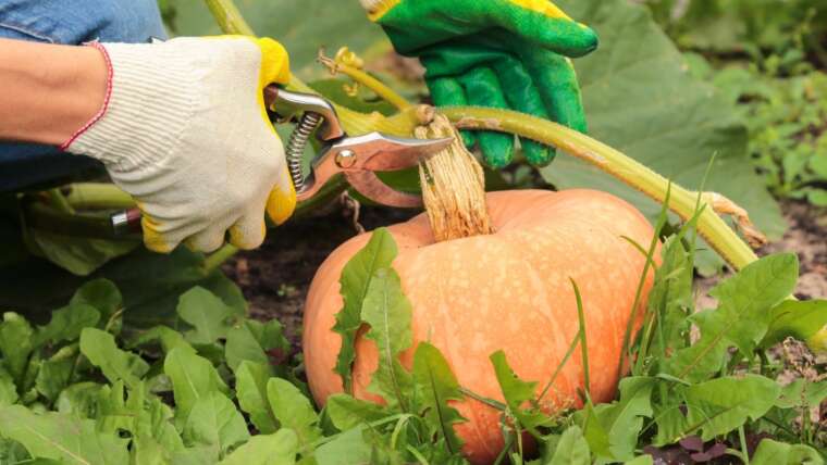 Prune Squash Crops for Greater, Higher Yields