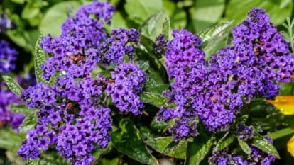 Find out how to Plant, Develop, and Care For Heliotrope
