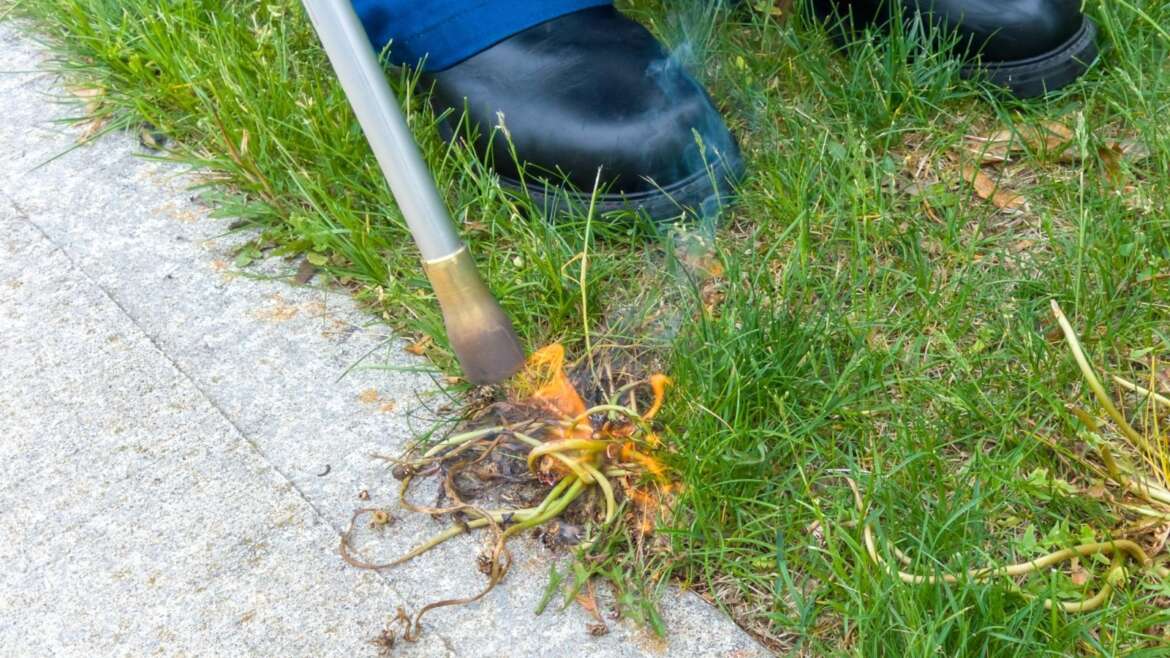 How and Why to Burn Your Weeds