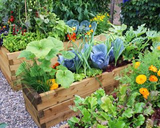 12 Vegetable Backyard Concepts To Maximize Yields And Improve Your Rising Area