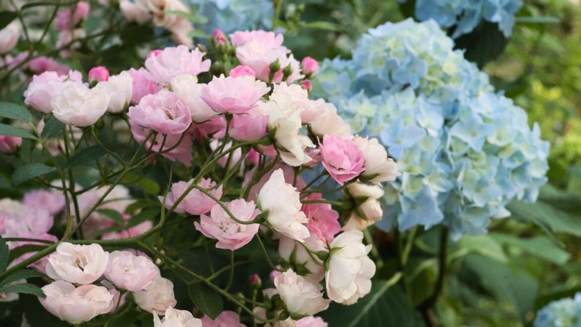 Do Roses and Hydrangeas Develop Effectively Collectively?