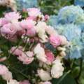 Do Roses and Hydrangeas Develop Effectively Collectively?