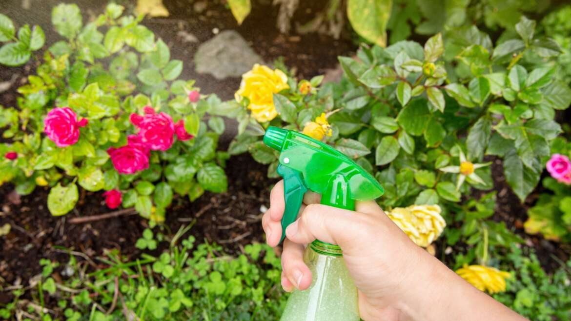 Do-it-yourself Insecticide Sprays: Do They Actually Work?