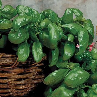 How To Dry Basil From Your Backyard – three Easy Methods