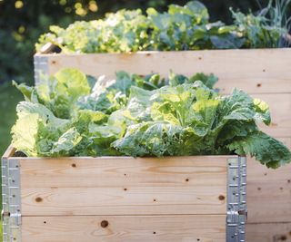 The Greatest Wooden For Raised Backyard Beds: Deciding on The Proper One For Your Gardening Undertaking