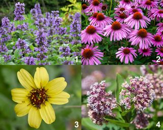 Develop A Native Reduce Flower Backyard: 5 Planting Recipes for Beds & Pots