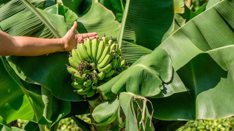 9 Greatest Banana Timber for Residence Gardens