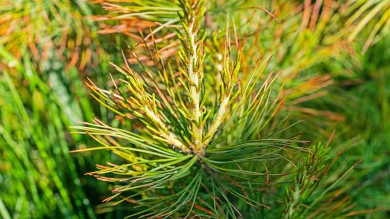 9 Widespread Pine Tree Ailments to Look ahead to in Your Panorama