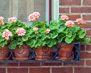 How To Maintain Geraniums Blooming All Summer season – And Via Fall