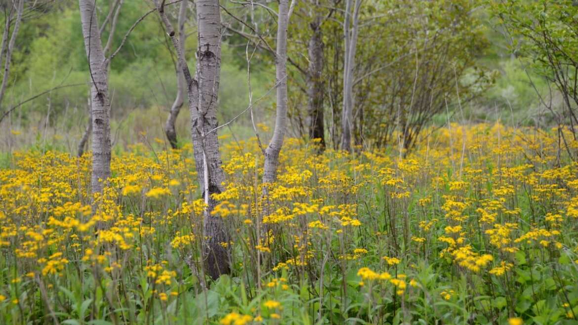 Find out how to Struggle Crops With Crops: Controlling Backyard Nuisances