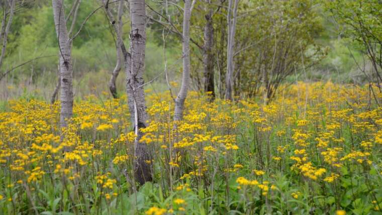 Find out how to Struggle Crops With Crops: Controlling Backyard Nuisances