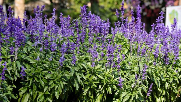 21 Longest-Flowering Perennials for Low-Upkeep Backyard Coloration