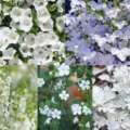 Moon Backyard Plant Palettes: 5 Shimmering Designs For Pots And Borders