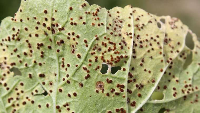 Hollyhock Rust: ID and Remedy