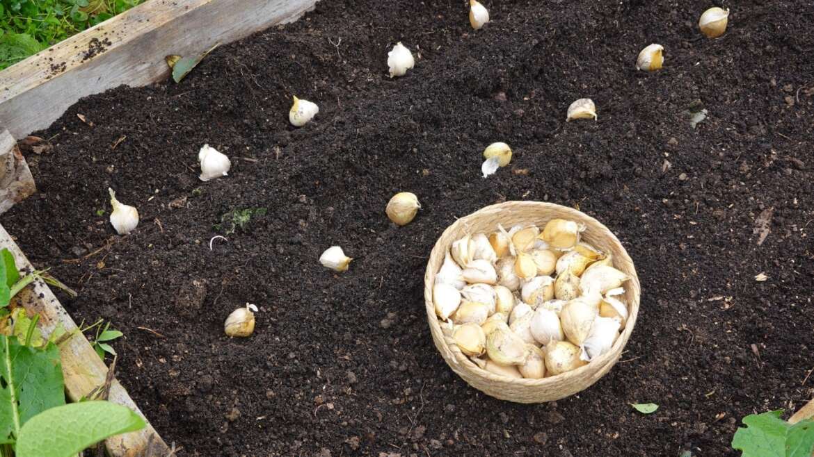 Easy methods to Develop Garlic in Raised Beds: A Full Information