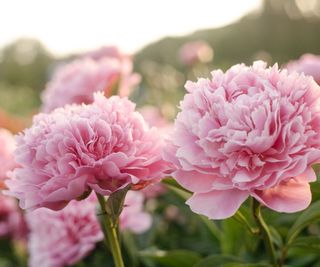 Peony Flower Which means: Decoding The Symbolism Behind These Stunners