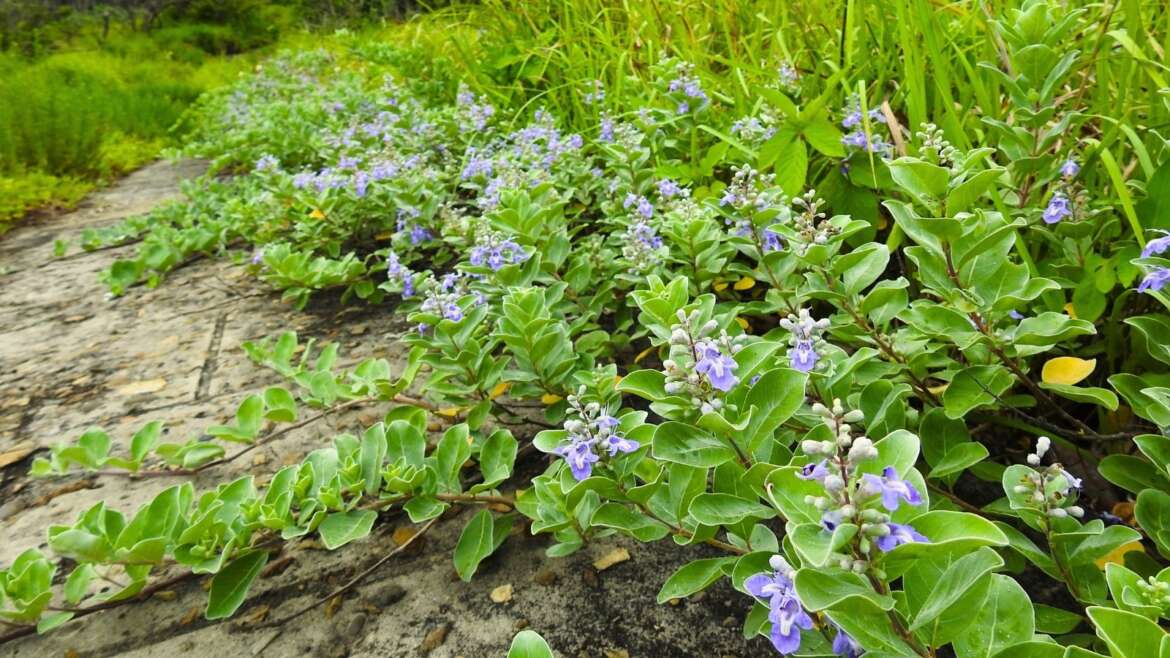 Don’t Plant These 15 Invasive Floor Covers