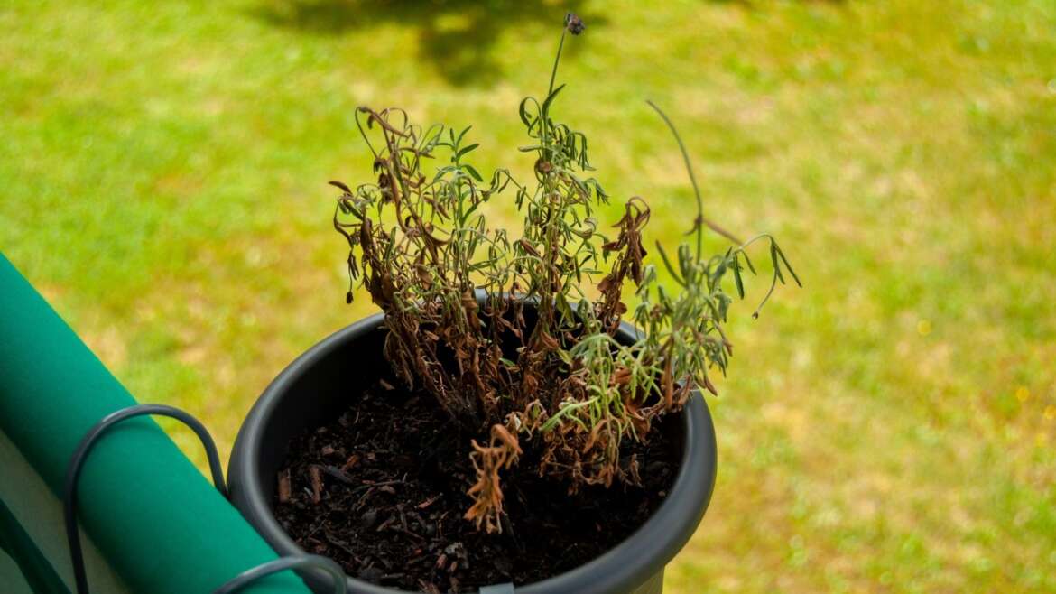 Why Is My Lavender Wilting?