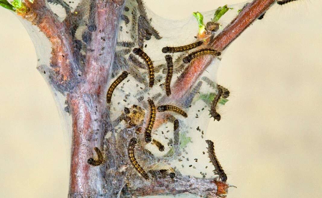 How To Establish And Management Western Tent Caterpillars