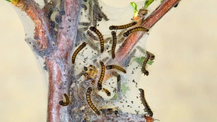 How To Establish And Management Western Tent Caterpillars