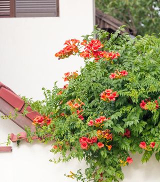 How To Develop A Hanging Basket For Hummingbirds – With Vegetation They Can’t Resist!