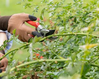 Develop Extra Roses From Cuttings With This Simple Technique For Foolproof Outcomes