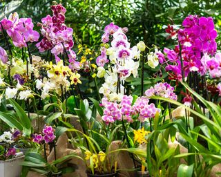 How To Propagate Orchids: Four Methods To Develop Your Plant Assortment