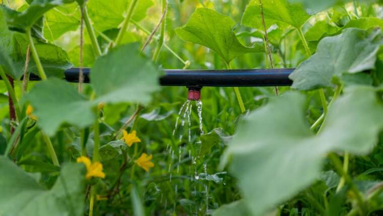 7 Greatest Forms of Backyard Irrigation: Evaluate and Distinction
