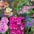 Planting Plans To Entice Hummingbirds: 5 Combos For Beds And Pots