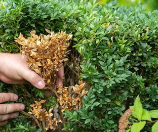 Do You Have Boxwood Leafminer? Determine and Take away This Boxwood Pest